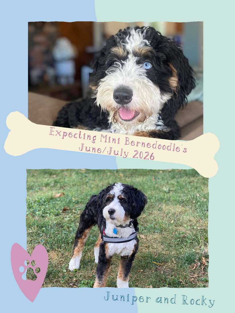 Juniper (F1 mini Bernedoodle)