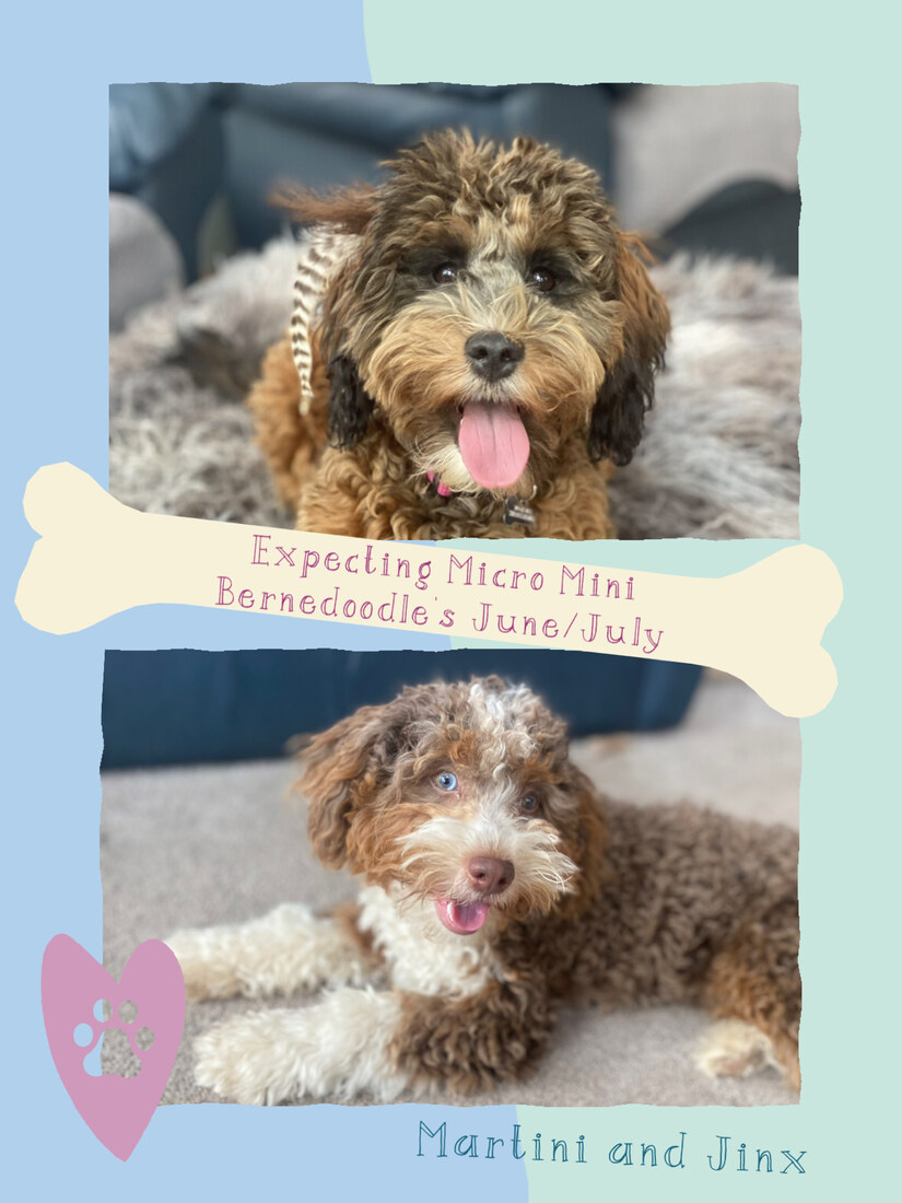 Martini (F1B Mini Bernedoodle )