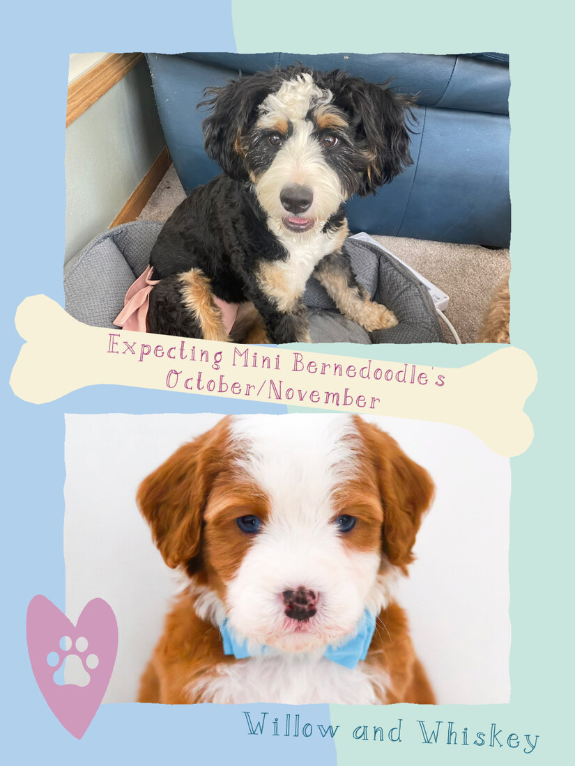 Willow (Ultra Mini Bernedoodle (67% Bernease)