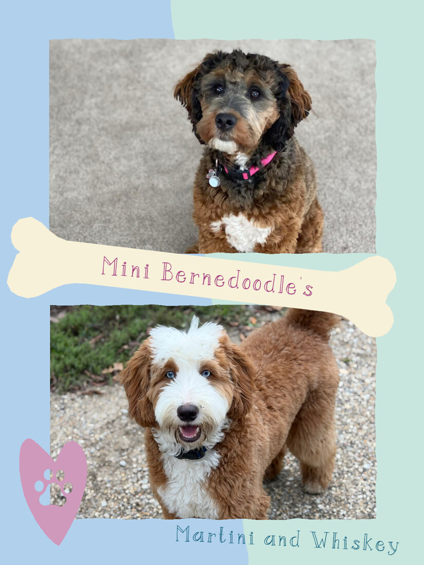 Martini (F1B Mini Bernedoodle )
