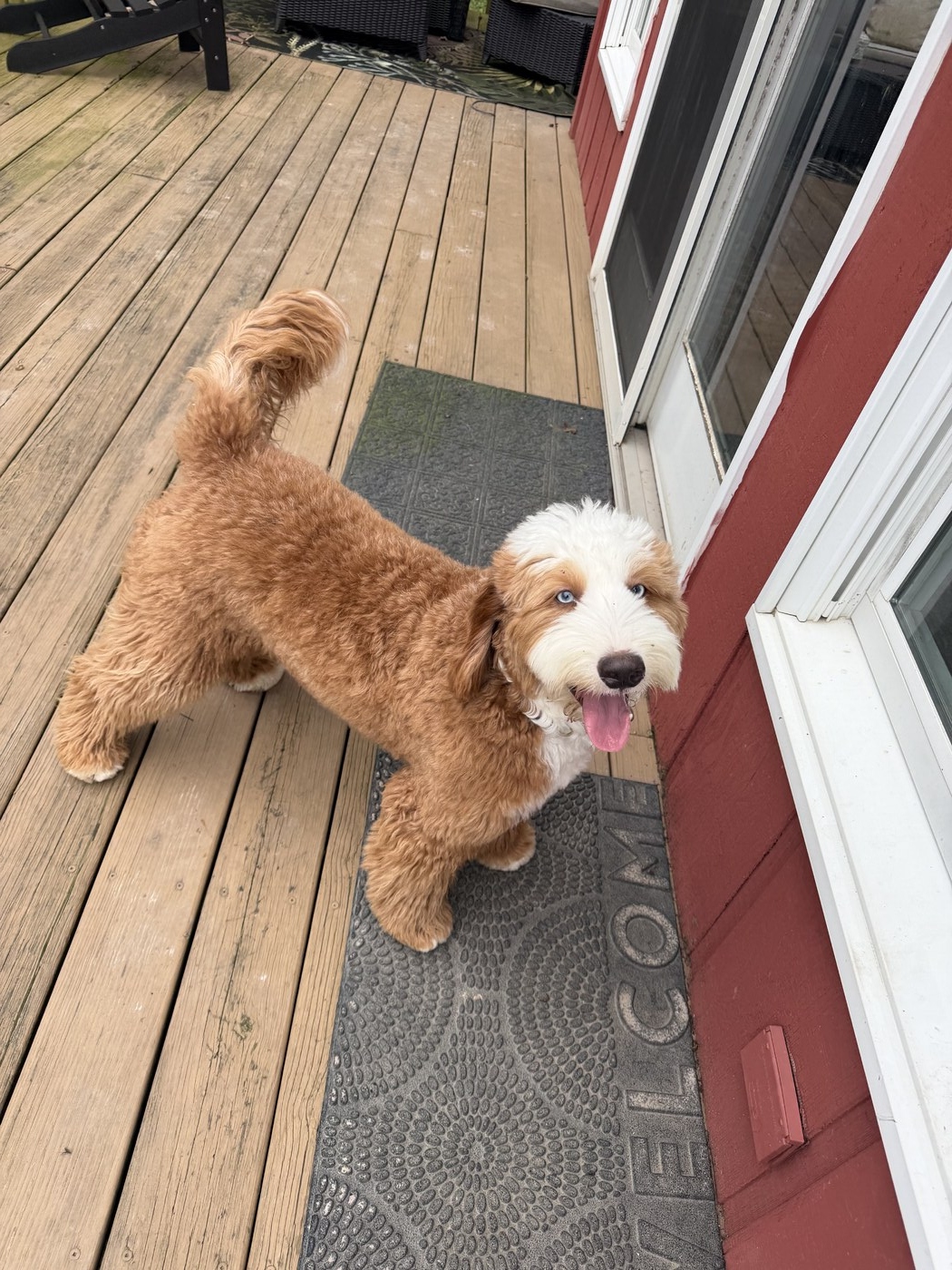 Whiskey (Ultra Bernedoodle with ALX4 Blue eye gene )