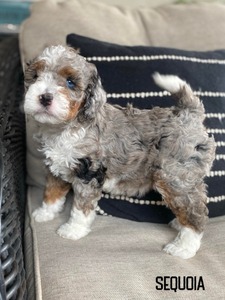 Sequoia- Multigenerational mini Bernedoodle  (Pending until puppy picks at 5 weeks )