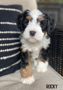 Rocky-multigenerational mini Bernedoodle  (Pending until puppy picks at 5 weeks )