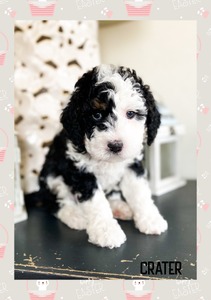 Crater Lake- mini multigenerational Bernedoodle 