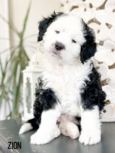 Zion- multigenerational mini Bernedoodle  (READY TO GO)