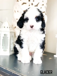 Glacier  mini multigenerational Bernedoodle 