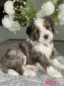Prada (Ultra Bernedoodle )