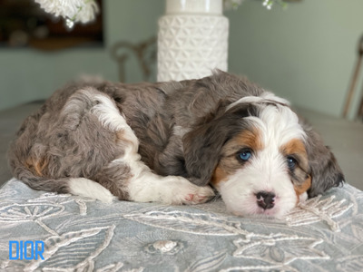 Dior (Ultra Medium Bernedoodle)