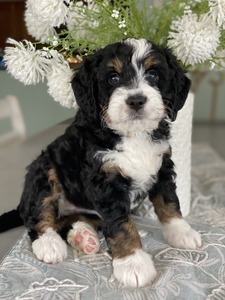 Channel (Medium Ultra Bernedoodle )