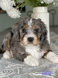 Gucci (Ultra medium Bernedoodle )