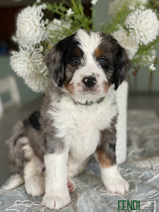 Fendi (Ultra Medium Bernedoodle )