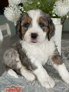 Cartier (Ultra Medium Bernedoodle )