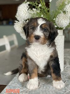 Armani (Ultra Medium Bernedoodle )