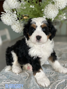 Burberry (Ultra Medium Bernedoodle )