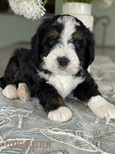 Louis Vuitton (Ultra Medium Bernedoodle)