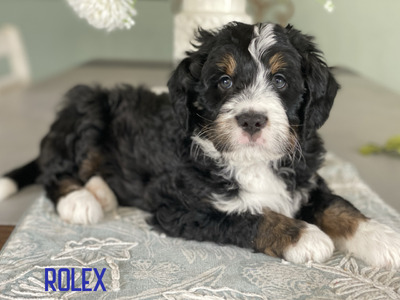 Rolex (Ultra  Medium Bernedoodle )