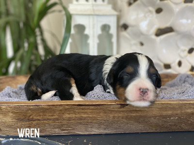 Wren (Multigen mini Bernedoodle )