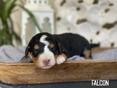 Falcon (Multigen mini Bernedoodle )
