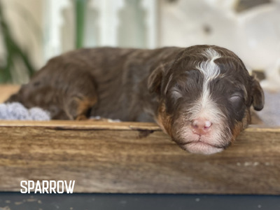 Sparrow (Multigen mini Bernedoodle )