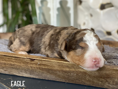 Eagle (Multigen mini Bernedoodle )