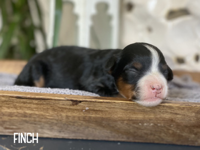 Finch (Multigen mini Bernedoodle )