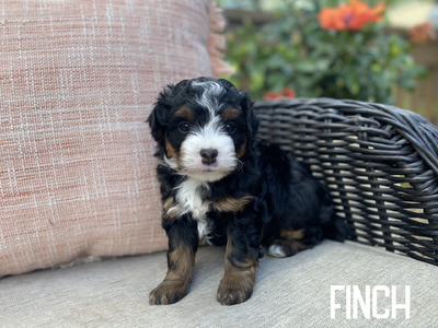 Finch (Multigen mini Bernedoodle )