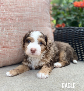 Eagle (Multigen mini Bernedoodle )