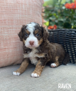 Raven (Multigen mini Bernedoodle )