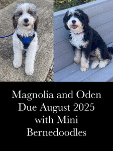 Magnolia (F1 Mini Bernedoodle )