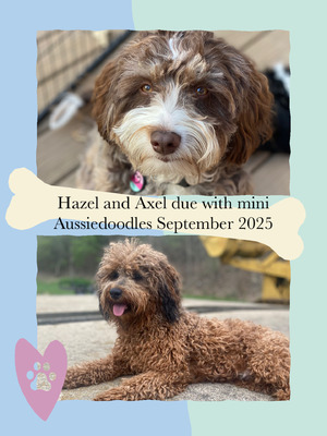 Hazelnut (F1 Mini Aussiedoodle)