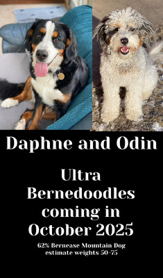 Daphne (Bernese Mountain Dog )