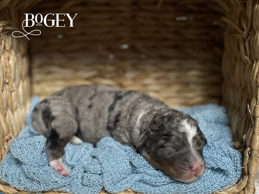 Bogey (Mini Bernedoodle )