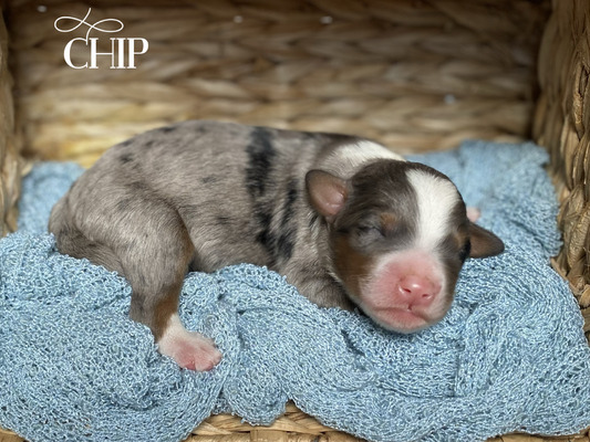 Chip (Mini Bernedoodle )