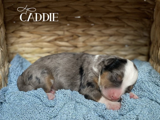 Caddie (Mini Bernedoodle)