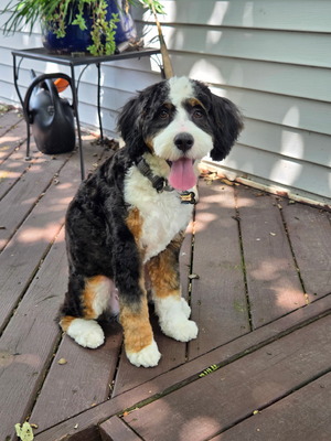 Rocky-multigenerational mini Bernedoodle 