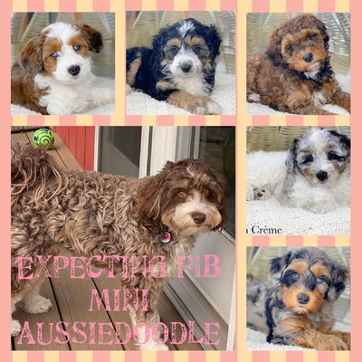 Hazelnut (F1 Mini Aussiedoodle)