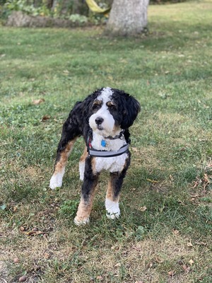 Rocky-multigenerational mini Bernedoodle 