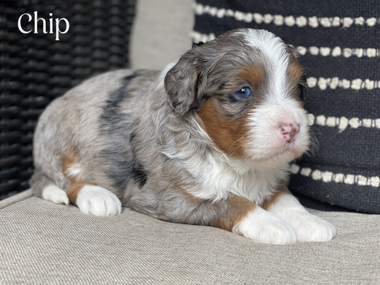 Chip (Mini Bernedoodle  pending puppy picks )