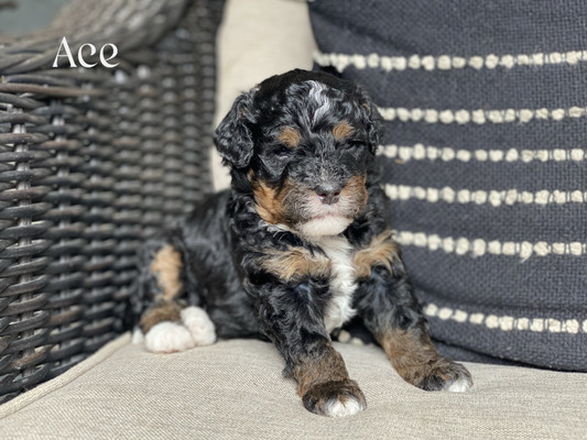 Ace- (Mini Bernedoodle Pending puppy picks )