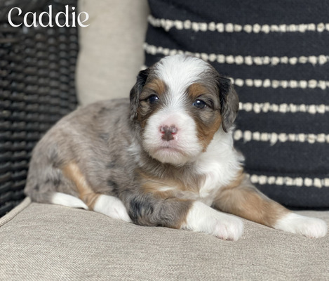 Caddie (Mini Bernedoodle pending puppy picks )