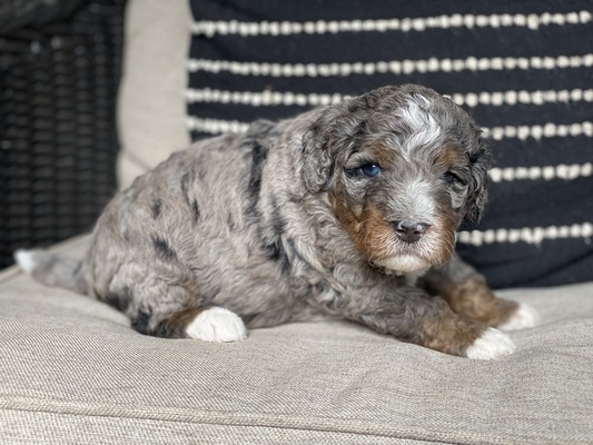 Bogey (Mini Bernedoodle -pending puppy picks )