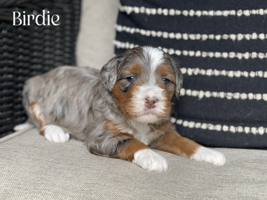 Birdie-  (Mini Bernedoodle )