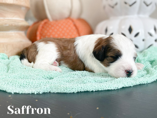 Saffron (Female-F1B Mini Aussiedoodle)