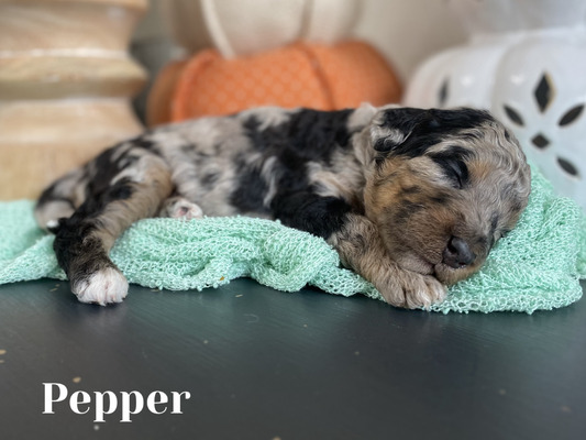 Pepper (Female-F1B Mini Aussiedoodle)
