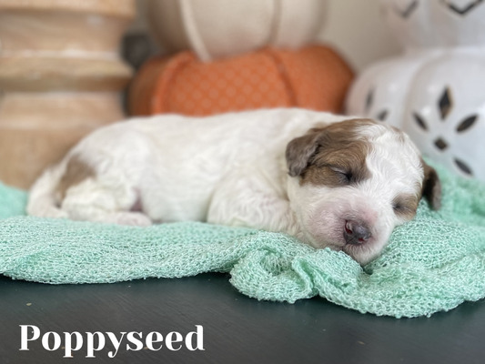 Poppyseed (Female-F1B Mini Aussiedoodle )