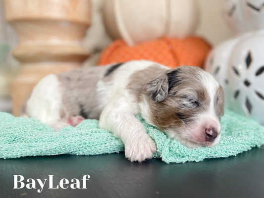 Bay Leaf (Male-F1B mini Aussiedoodle )