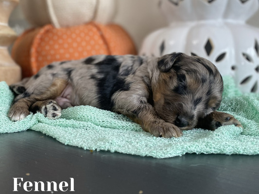Fennel (Male-F1B mini Aussiedoodle )
