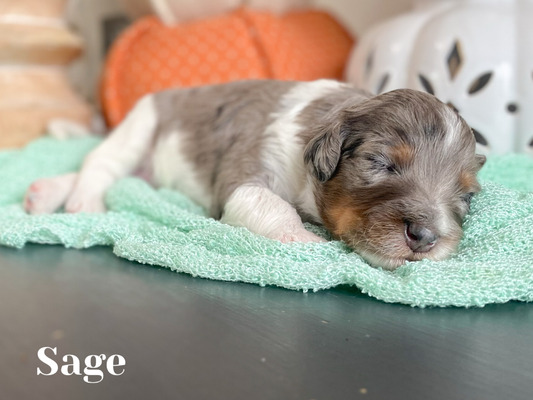 Sage (Male-F1B mini Aussiedoodle)