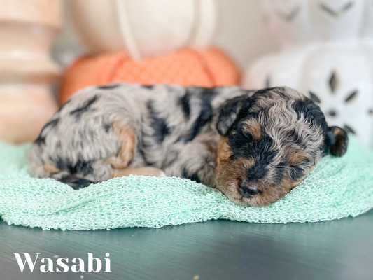 Wasabi (Male-F1B Mini Aussiedoodle )