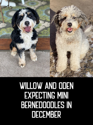 Willow (F1 Mini Bernedoodle )